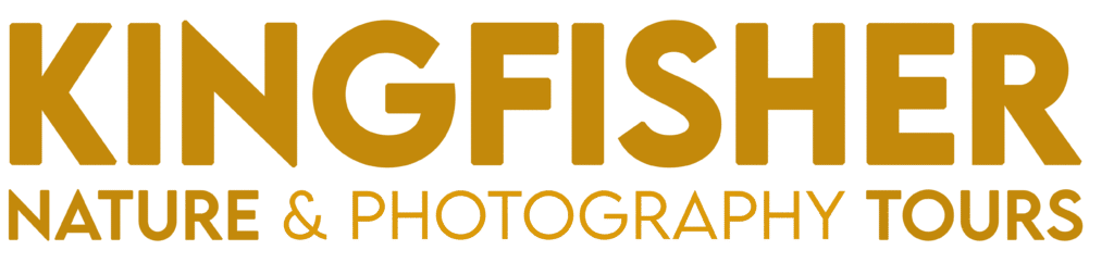 KINGFISHER LOGO NEGRO copia